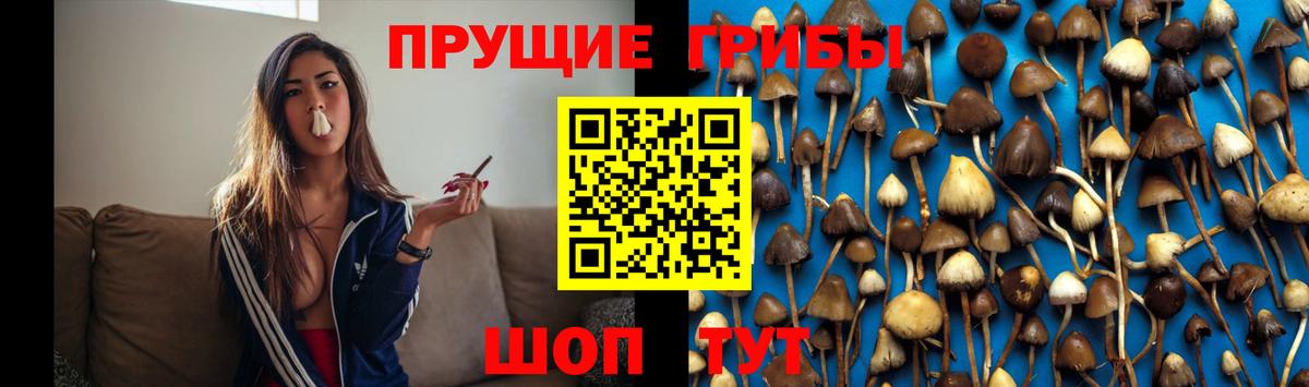 Россия  Псилоцибиновые грибы мицелий  Вход с VPN 